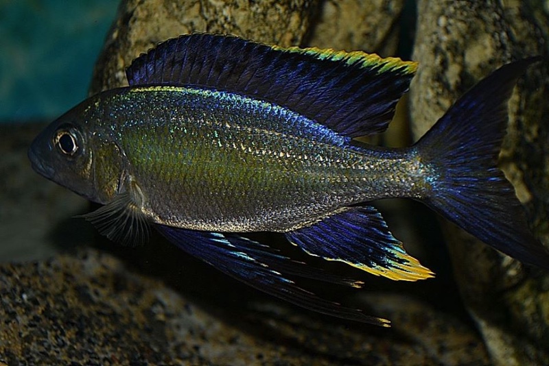 Cyathopharynx sp. 'furcifer north' Magara